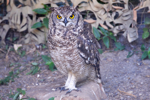 World of Birds Wildlife Sanctuary.